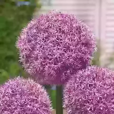 The Allium Collection